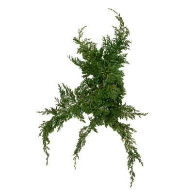 Juniperus
