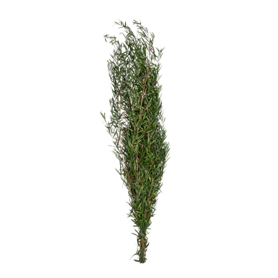 Leptospermum