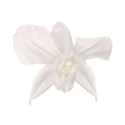 Dendrobium