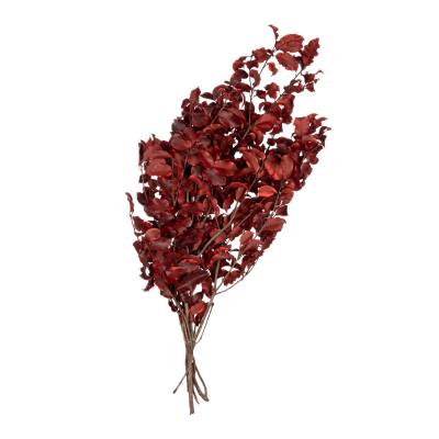 Pittosporum