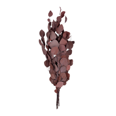 Populus