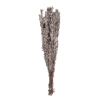 Pubescens